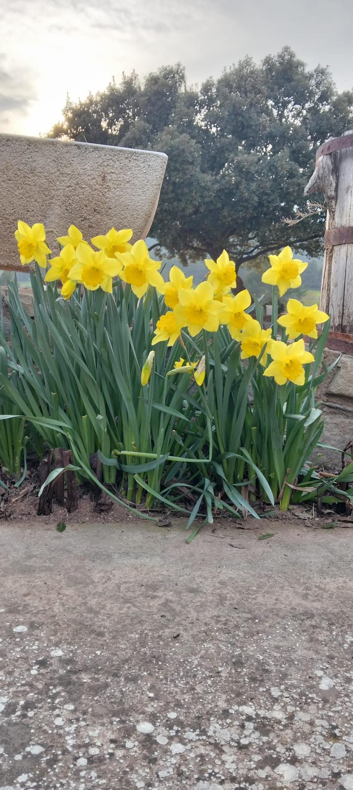 Narcisos florits Narcisos florits