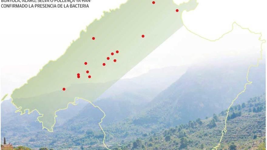 La Xylella acorrala la serra de Tramuntana