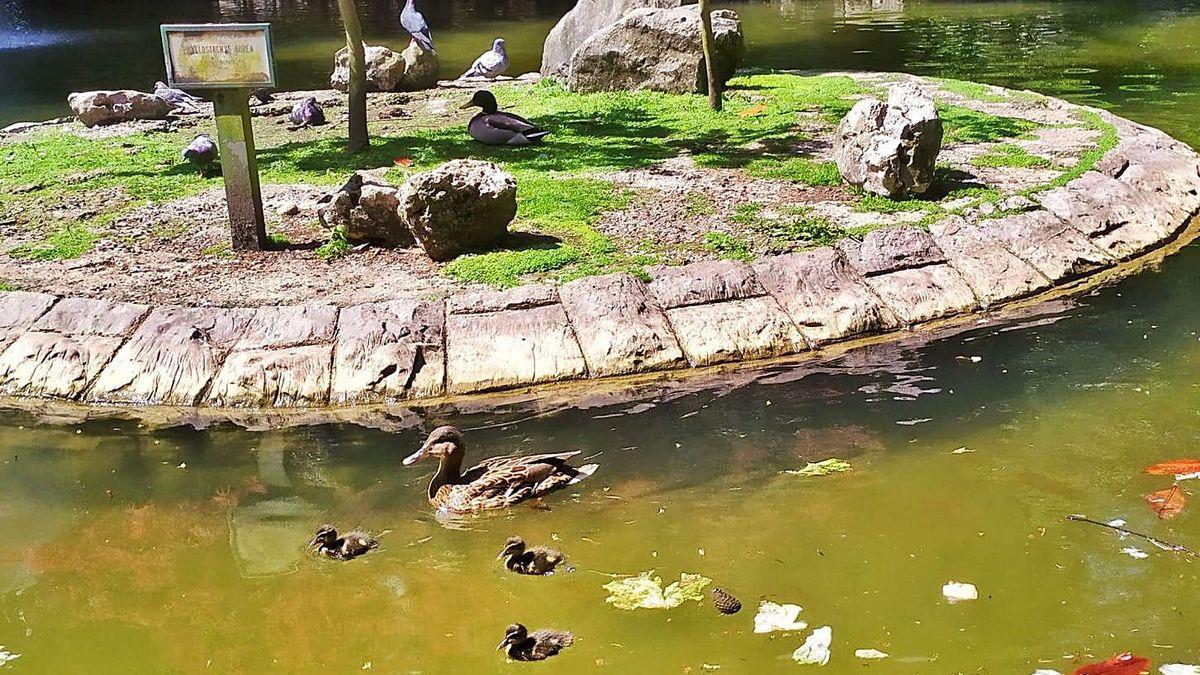 Nacen seis nuevos patitos en el estanque del Campo San Francisco