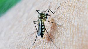 Més mosquits, paneroles i arnes: Catalunya es prepara per a un ‘boom’ d’insectes i plagues en els pròxims mesos