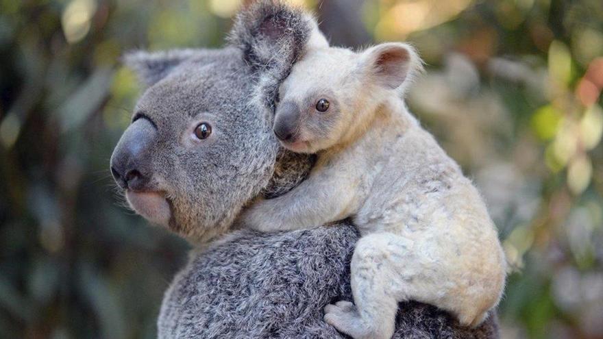 Los koalas podrían extinguirse en el este de Australia para el 2050