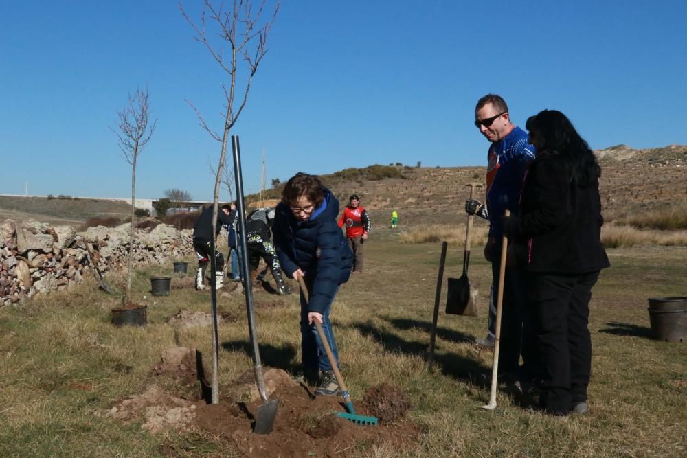 Plantación de árboles en Valderrey