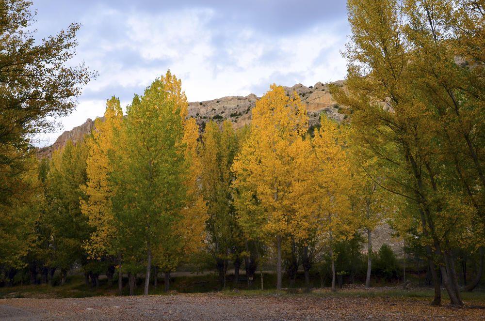 Bonica i enlluernadora transformació del pollancre, que agafa aquest color groc daurat, amb l’arribada de la tardor.