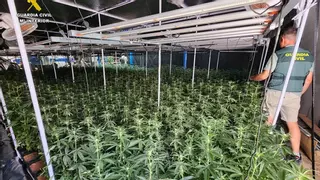 Los "movimientos extraños" que destaparon una plantación de marihuana en Salinas