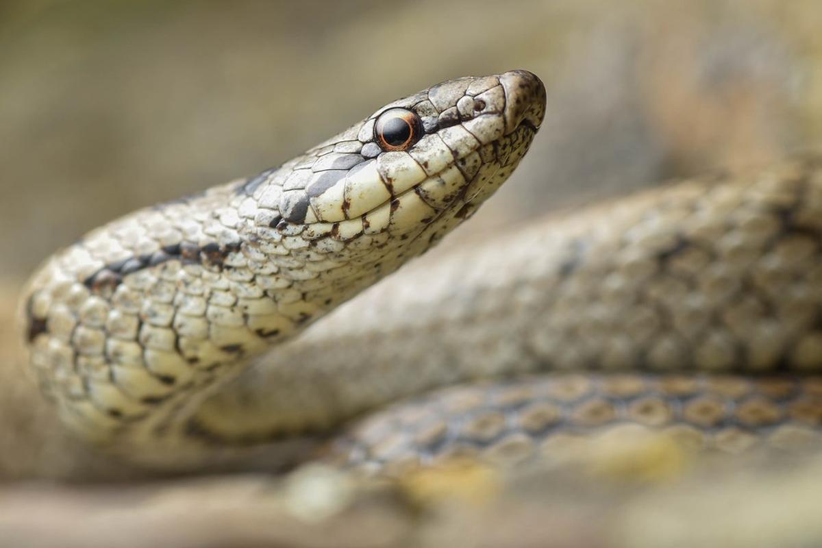 Un ejemplar de culebra lisa europea ('Coronella austriaca')