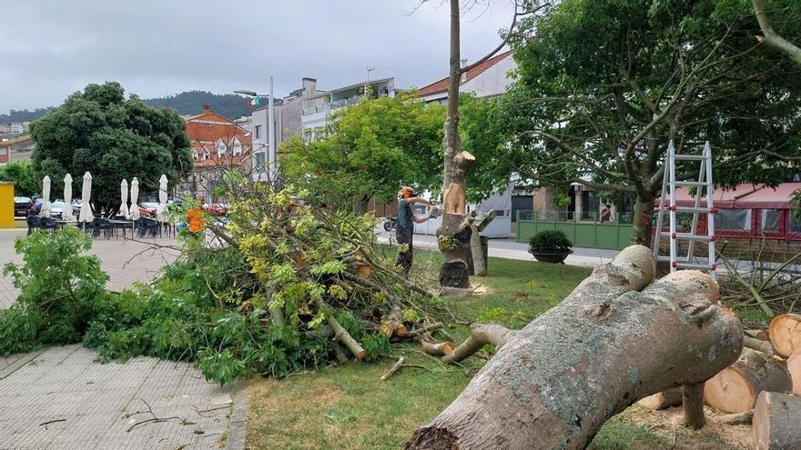 La brigada de jardinería del Concello de Bueu tala dos árboles en Banda do Río, ante el riesgo de caída