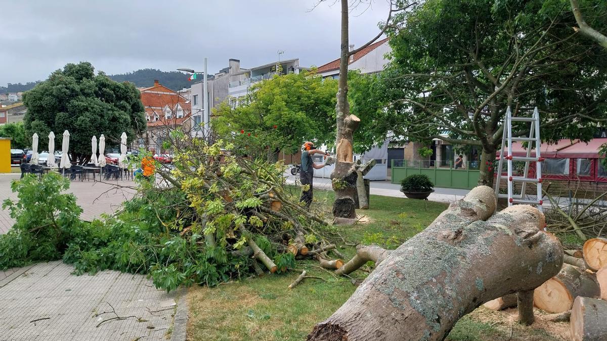 La brigada de jardinería del Concello de Bueu tala dos árboles en Banda do Río, ante el riesgo de caída