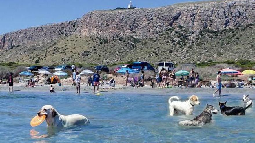 Playa dels Gossets durante la temporada alta con el faro al fondo.