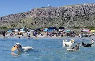 La mejor playa para perros de España está en Santa Pola