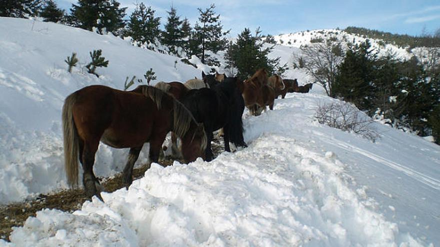 Al rescat de 90 eugues atrapades per la neu