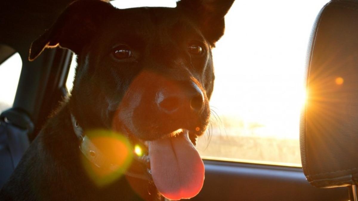 Varias páginas en internet ofrecen excelentes planes para disfrutar de las vacaciones junto a nuestras mascotas.