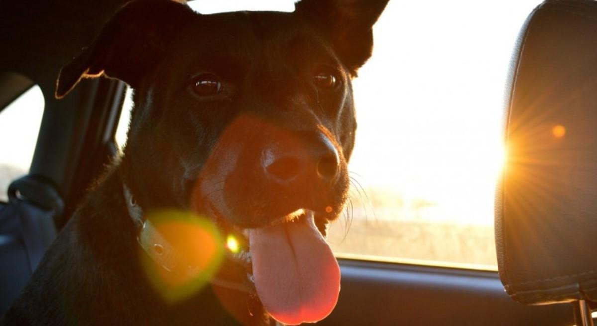 Varias páginas en internet ofrecen excelentes planes para disfrutar de las vacaciones junto a nuestras mascotas.