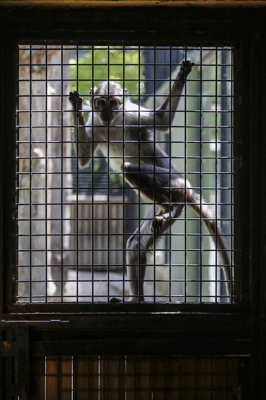 Coronavirus en Córdoba: los animales del zoológico siguen con su rutina diaria