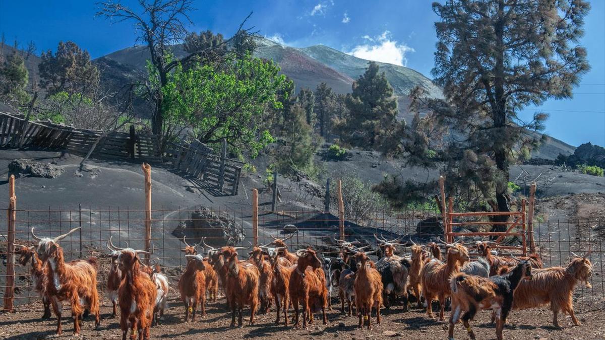 Granja de cabras cerca del volcán Tajogaite