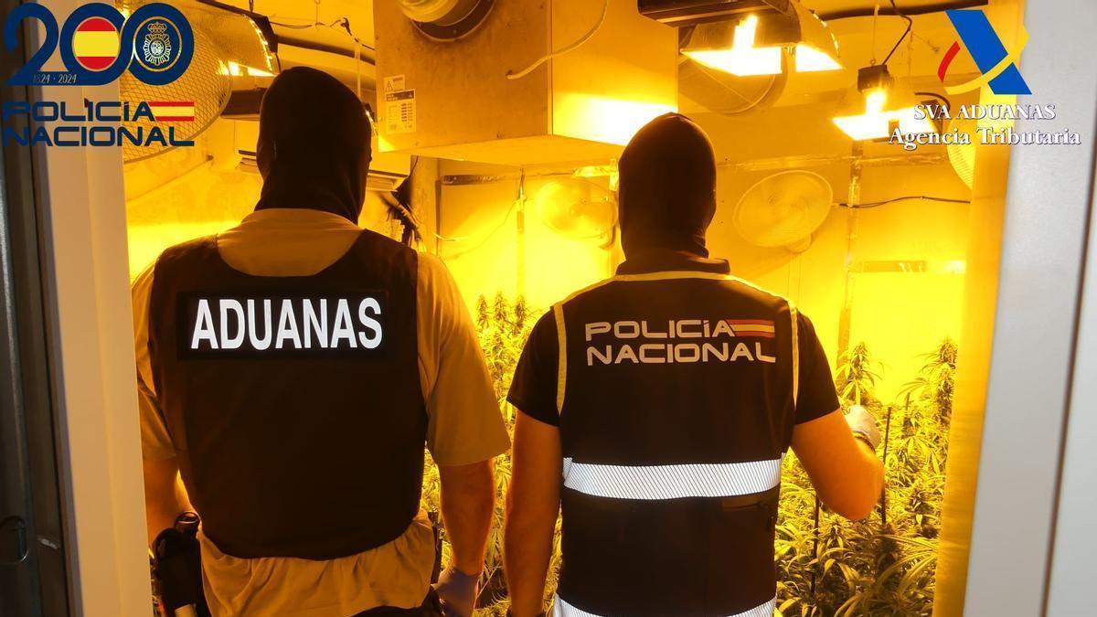 Una de las plantaciones.