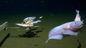 Aconsegueixen gravar el peix que viu a més profunditat del planeta