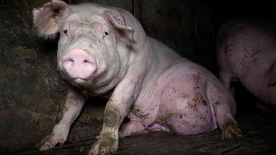 La granja del terror: así maltratan a los animales en esta explotación burgalesa