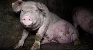 La granja del terror: así maltratan a los animales en esta explotación burgalesa