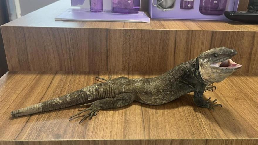 Asombro en Las Palmas de Gran Canaria: un lagarto canario aparece dentro de una perfumería