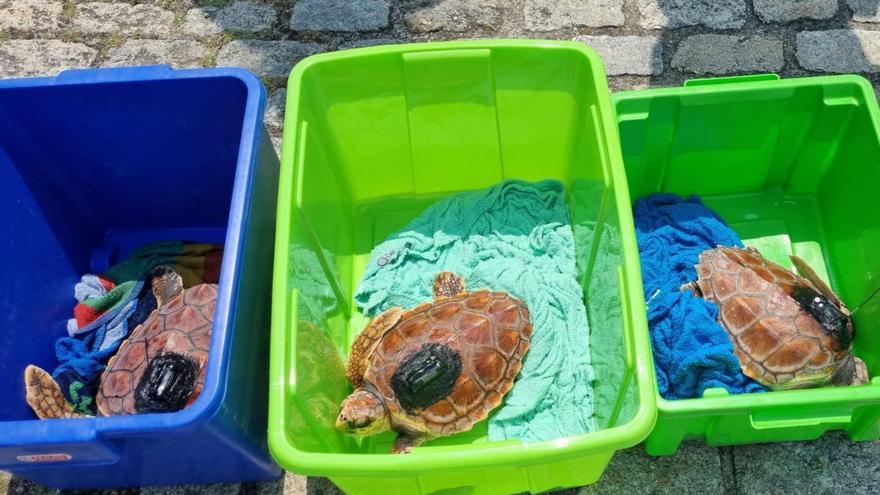 Imagen de las tres tortugas recuperadas en el puerto de Vilaxoán con sus respectivos GPS. |   // FDV