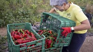 Pebrots descartats per al circuit alimentari que recullen voluntaris de la Fundació Espigoladors, al Prat de Llobregat.