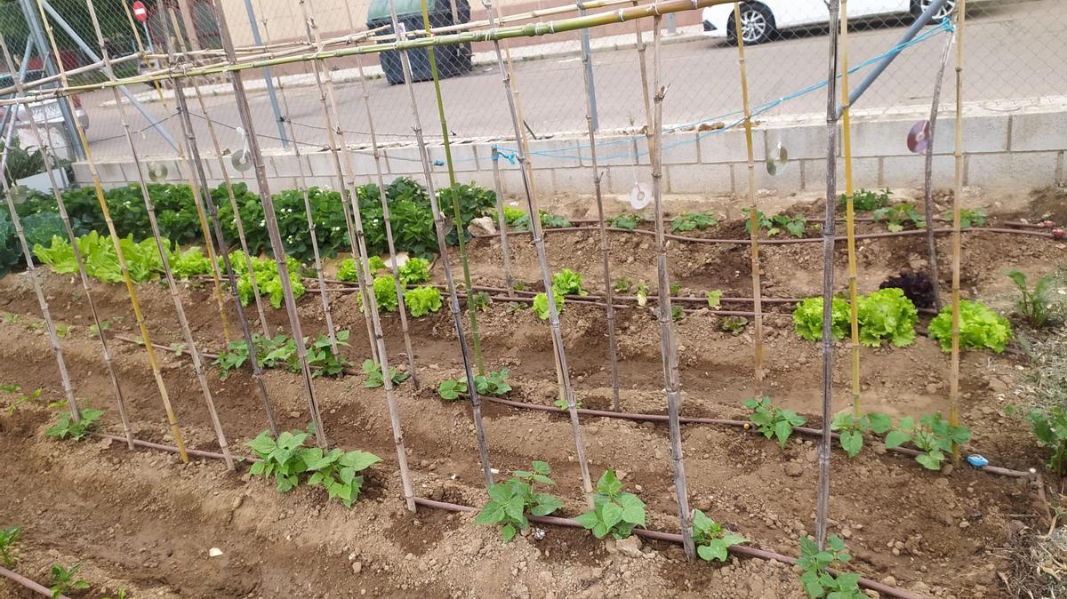 Fotogalería | Estas son las primeras frutas y verduras que recogen los adjudicatarios de Llera