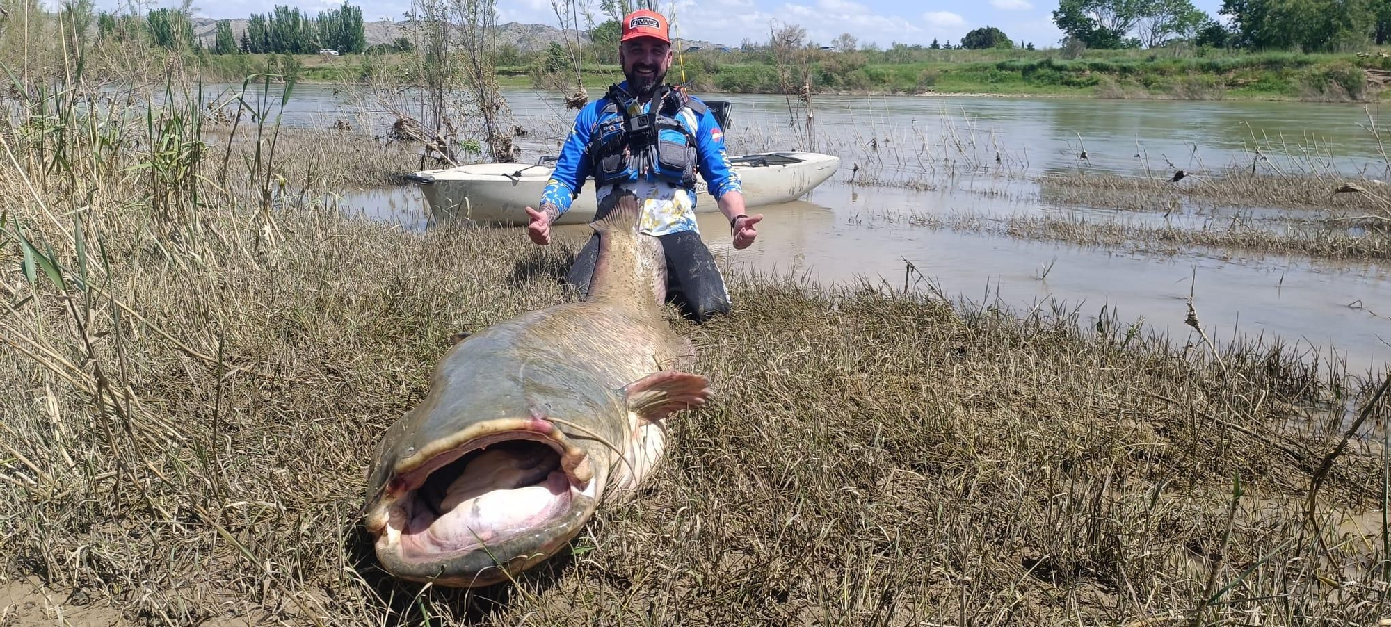 EN IMÁGENES: El monstruoso siluro pescado por unos asturianos en el Ebro