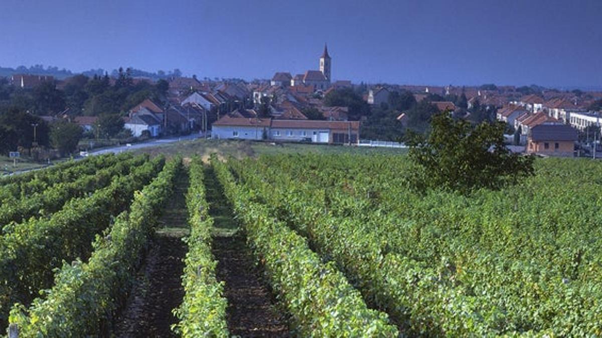 Moravia a través del vino