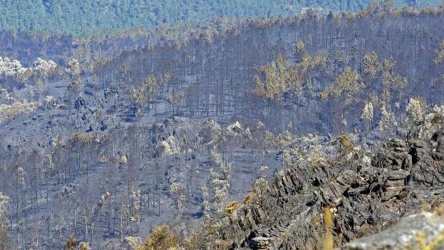 Zona de monte calcinada tras los recientes incendios de Oia, O Rosal y Tomiño.  // M.G. Brea