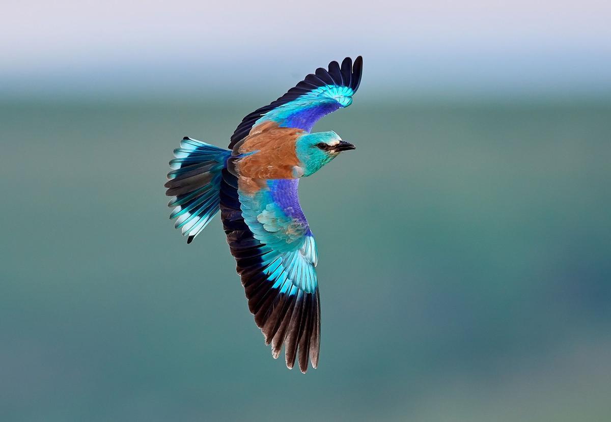 Carraca europea en vuelo