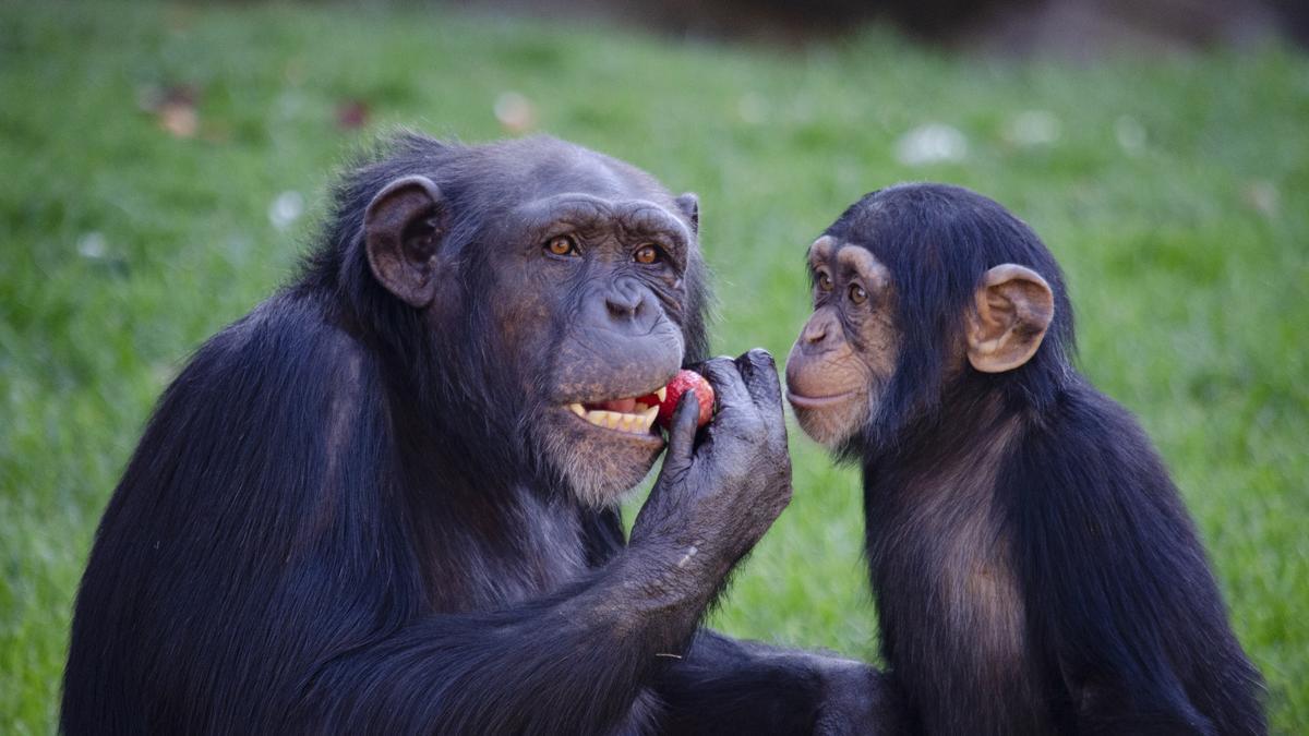 Bioparc ha implementado estrictas medidas contra el Covid-19 en sus instalaciones.