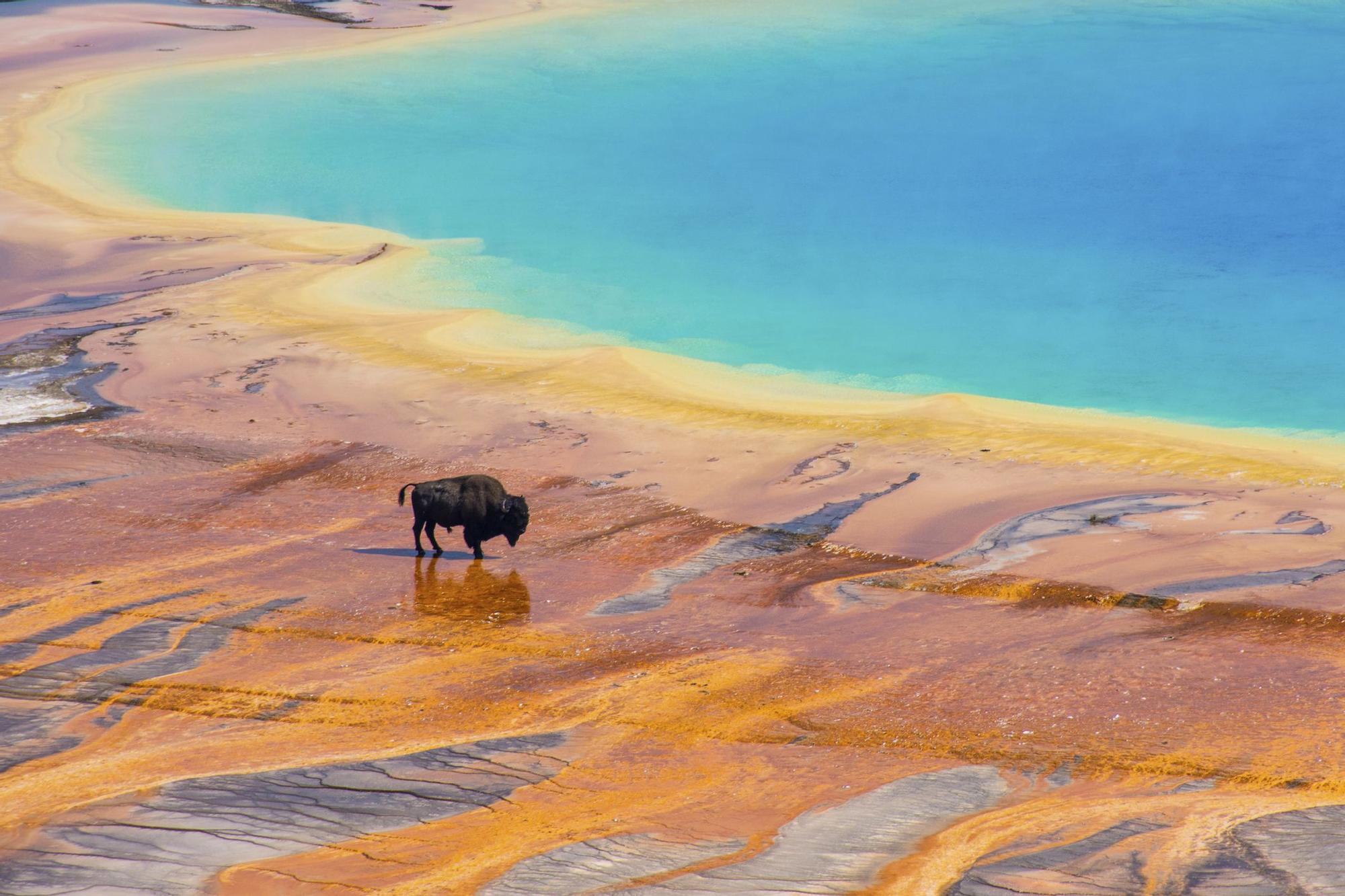 El parque donde la tierra cobra vida: géiseres en erupción, bisontes salvajes y paisajes volcánicos únicos en Yellowstone