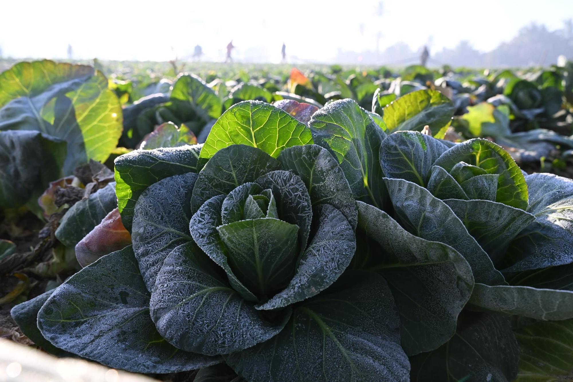 Así han amanecido muchos cultivos de la Vega Baja y el Camp d'Elx: bajo la escarcha