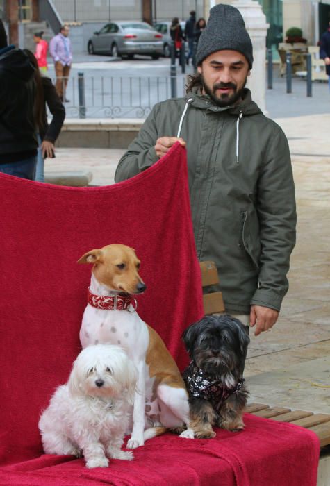 Pasarela Navideña canina en la Merced