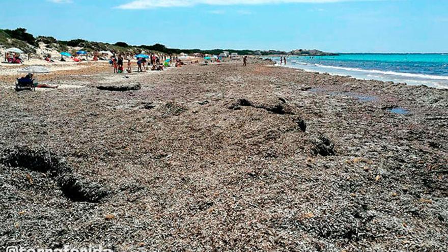 Terraferida pide al Govern que impida la retirada de restos de posidonia de sa Ràpita