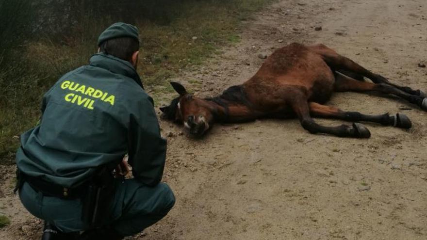 Un guardia civil con la yegua que estaba en mal estado de salud.