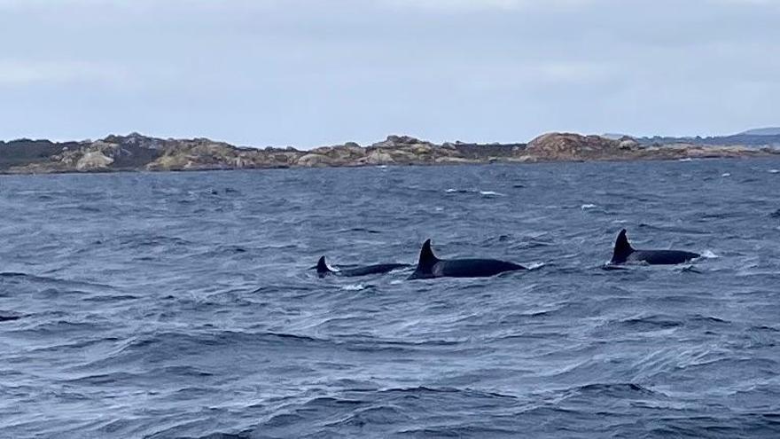 Las orcas saliendo de la ría, esta tarde.