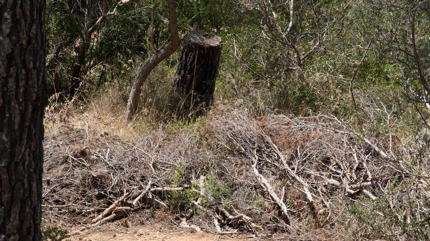 Las fotos de los pinos talados en el bosque de Bellver que la dana Alice derribó hace ocho meses