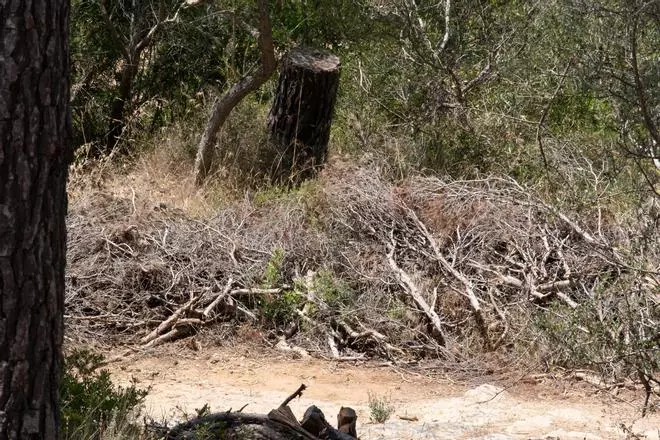 Las fotos de los pinos talados en el bosque de Bellver que la dana Alice derribó hace ocho meses