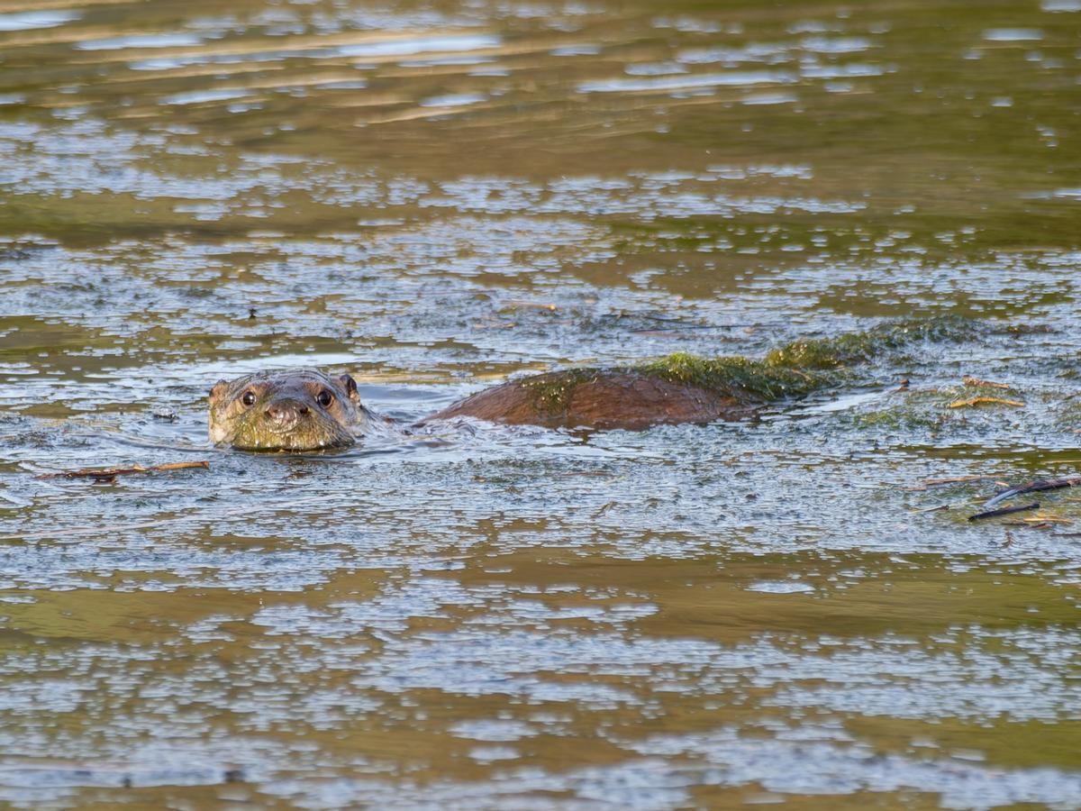 Las excepcionales imágenes tomadas por Amador Nogueiro en el estuario maliayés
