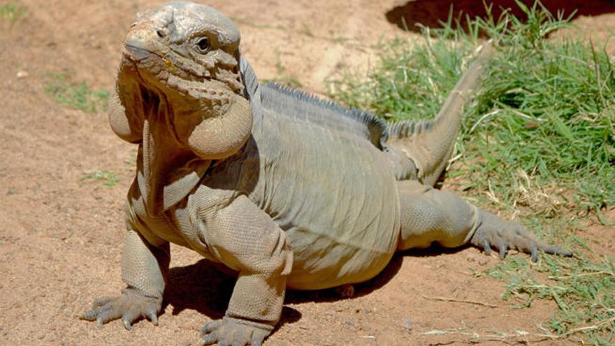 Iguanas rinoceronte en Lanzarote