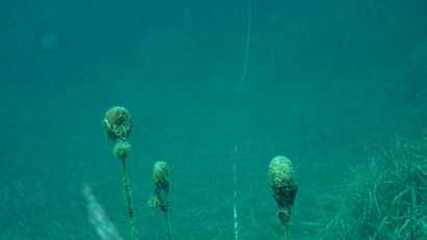 Un mar en alerta roja