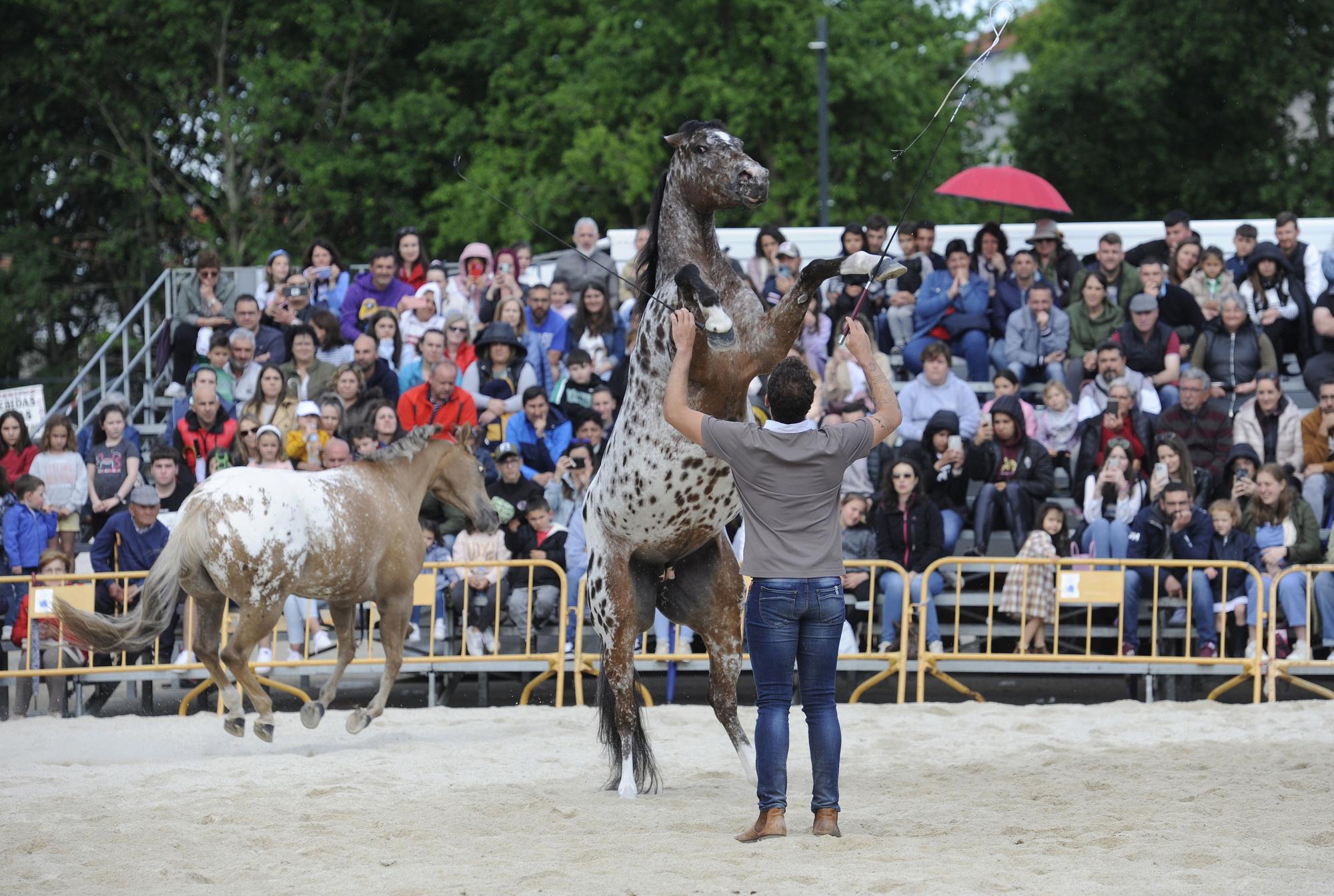 Danza sobre la arena: el espectáculo equino de Santi Serra hipnotiza Lalín