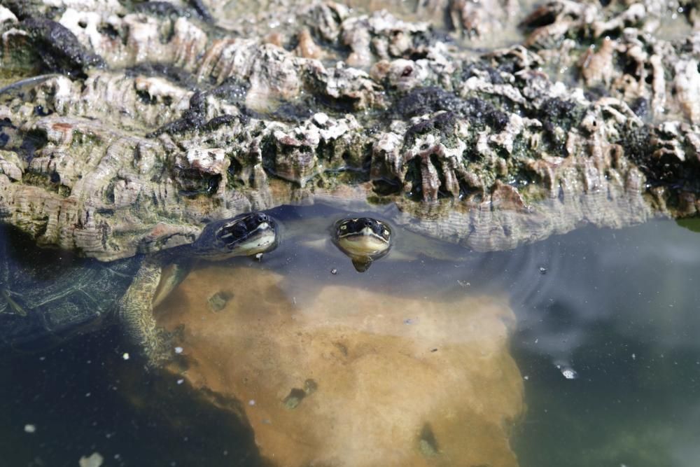 Continúa la retirada de posidonia con excavadoras: ahora, sa Ràpita