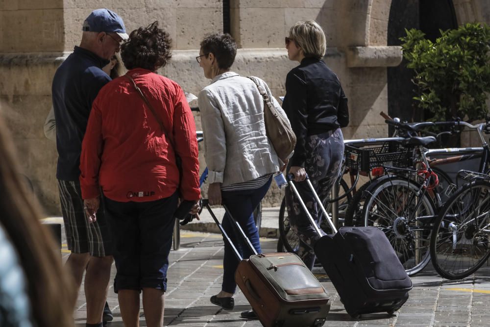 Patinando entre la cera y el polen en Palma