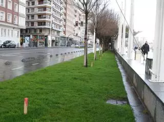 En marcha el plan de plantación de más árboles en el Muro y el Náutico en Gijón