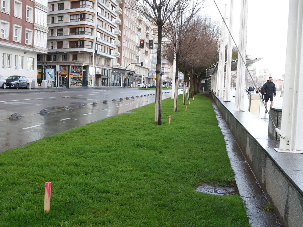 Postes en el Muro con algún árbol ya plantado. | ÁNGEL GONZÁLEZ