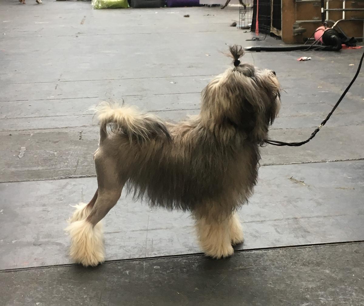 El Löwchen es una de las razas de perros más caras en España