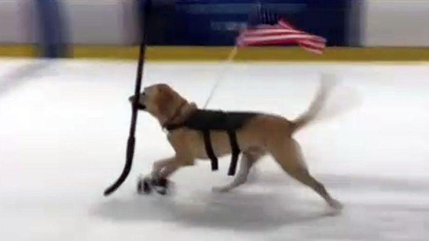 Un perro triunfa como patinador sobre hielo