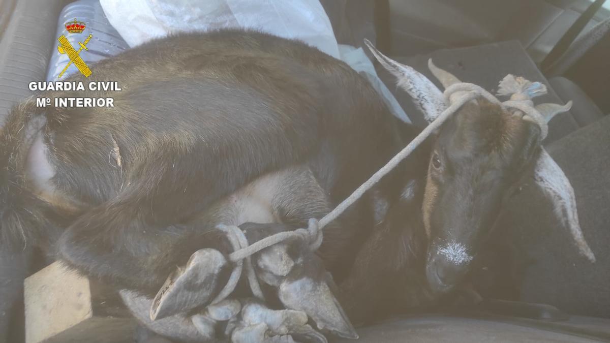 La cabra atada de patas en el maletero de un coche en Gran Canaria que descubrió la Guardia Civil.